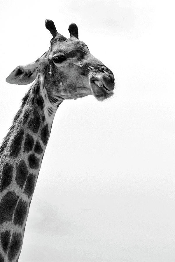 Black and White Giraffe Face Photograph by Zelda Lichtenstein - Fine ...