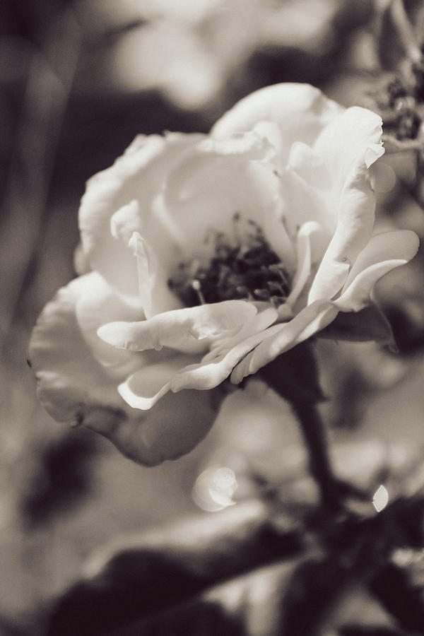 Black and White Gold Rose Photograph by W Craig Photography