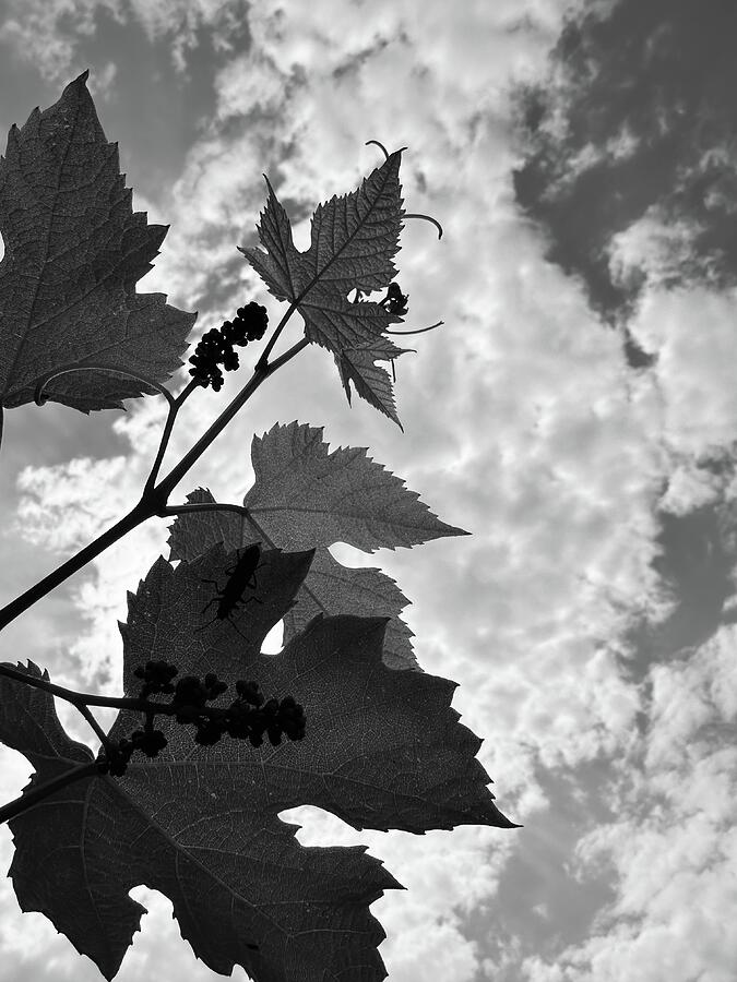 Black and white grape vine and a cloudy sky, Apuseni, Romania ...