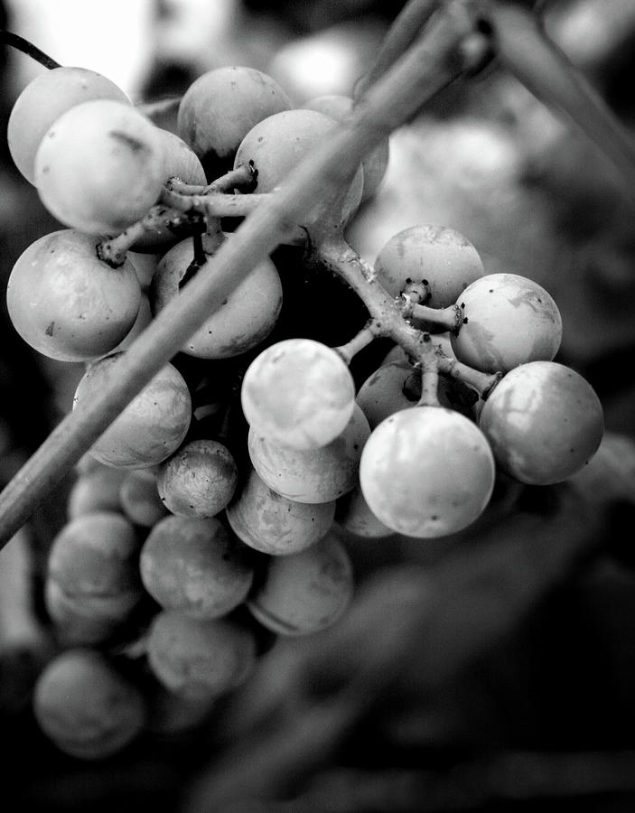 Black and White Grapes Photograph by Sally Bauer
