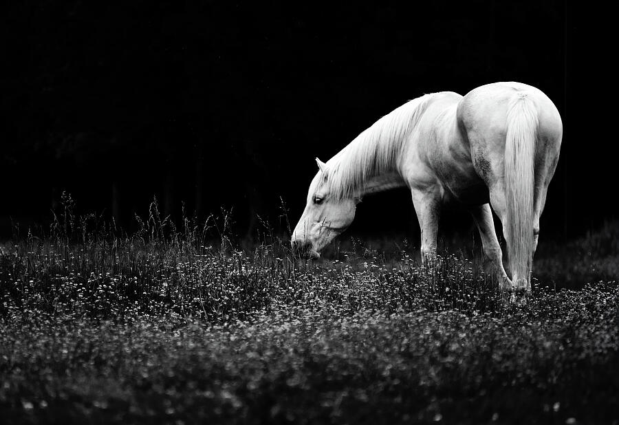 Black and White Grazing Horse 2 Photograph by Rachel Morrison