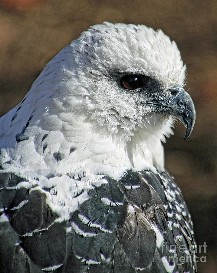Black and White Hawk Photograph by Tom Watkins PVminer pixs