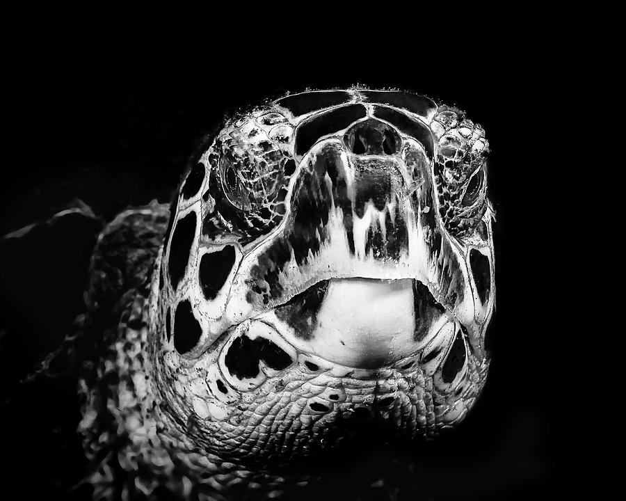 Black and white hawksbill sea turtle portrait Photograph by Beth Watson