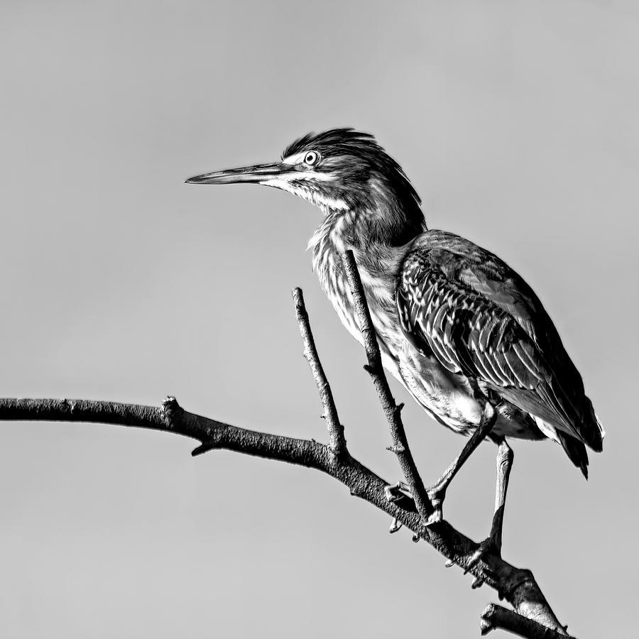 Black And White Heron Photograph