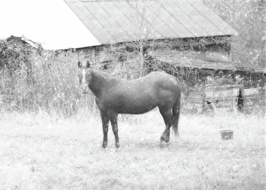 Black And White Horse And Barn Photograph