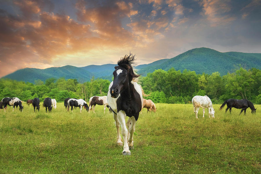 Black and White Horse at the Smoky Mountains Photograph by Karen Cox