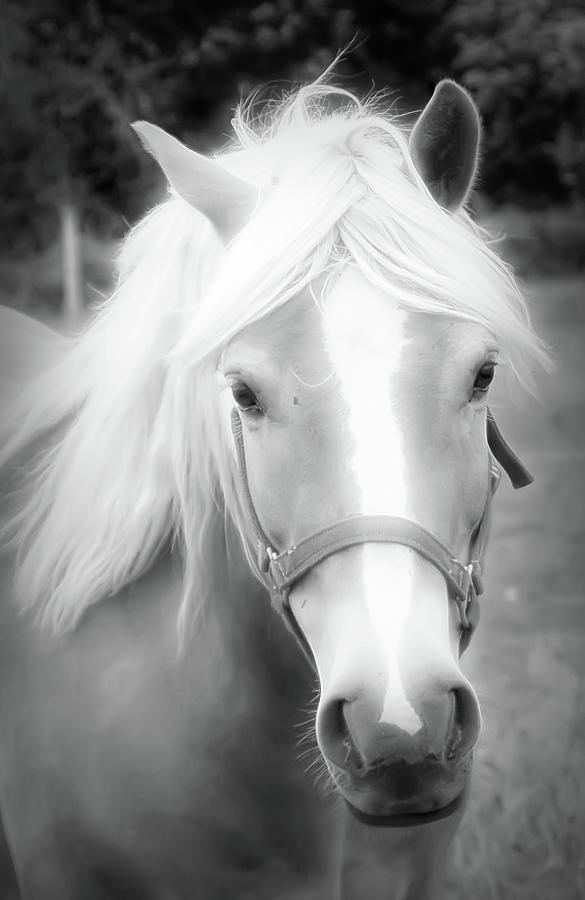 Black And White Horse Portrait Photograph