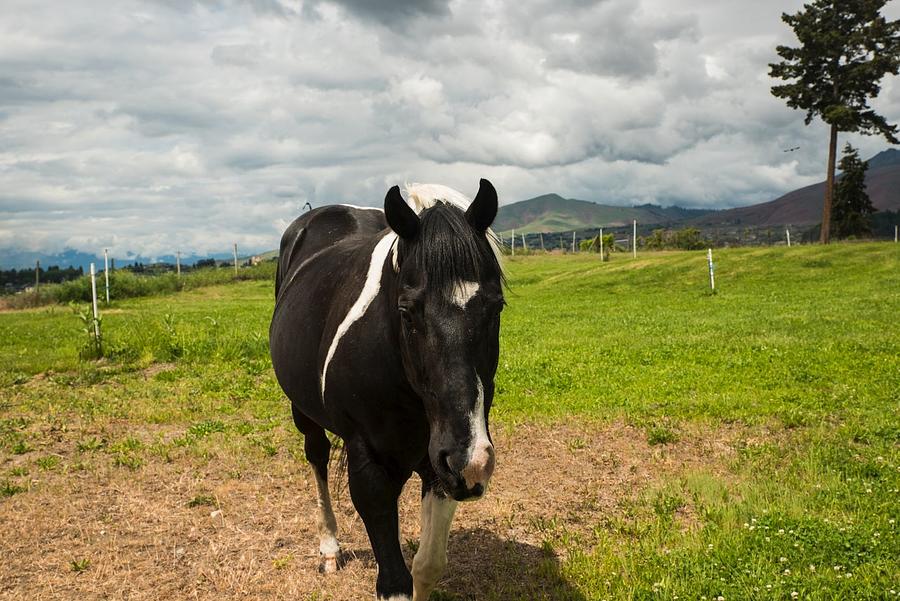 Black and White Horse Under Gray Clouds Photograph by Tom Cochran