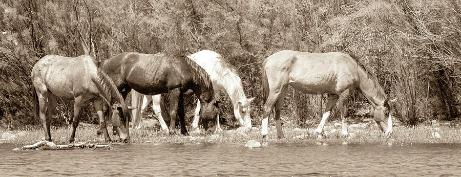 Black And White Horses Grazing Photograph