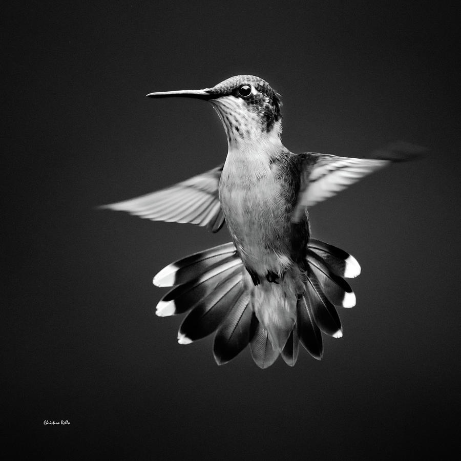 Black And White Hummingbird Photograph by Christina Rollo