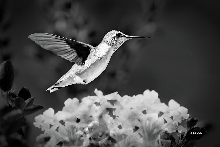 Black And White Hummingbird Hovering Photograph by Christina Rollo