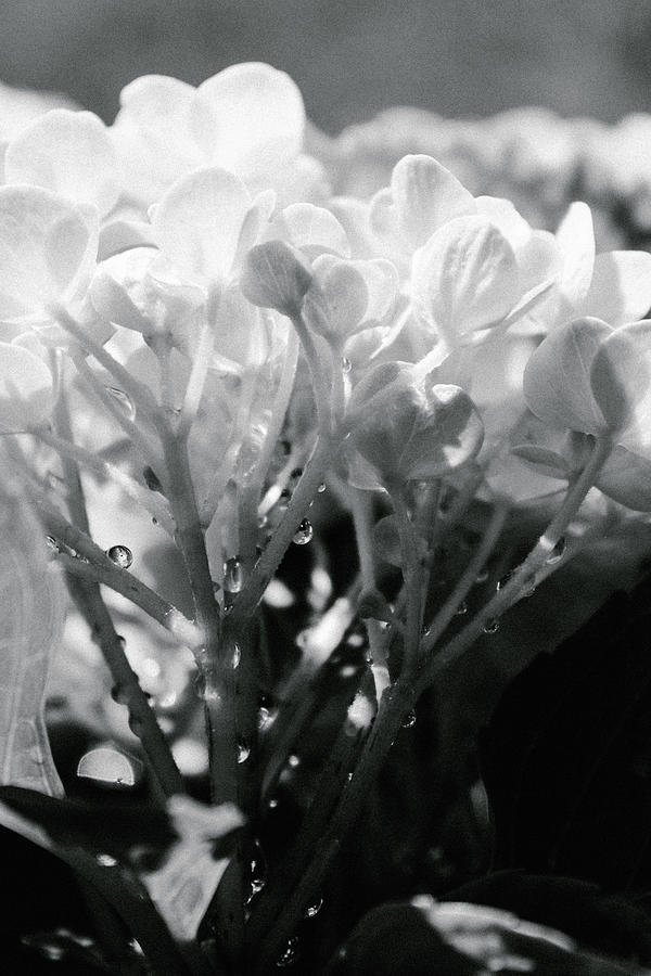 Black and White Hydrangea Photograph by Windy Craig - Fine Art America