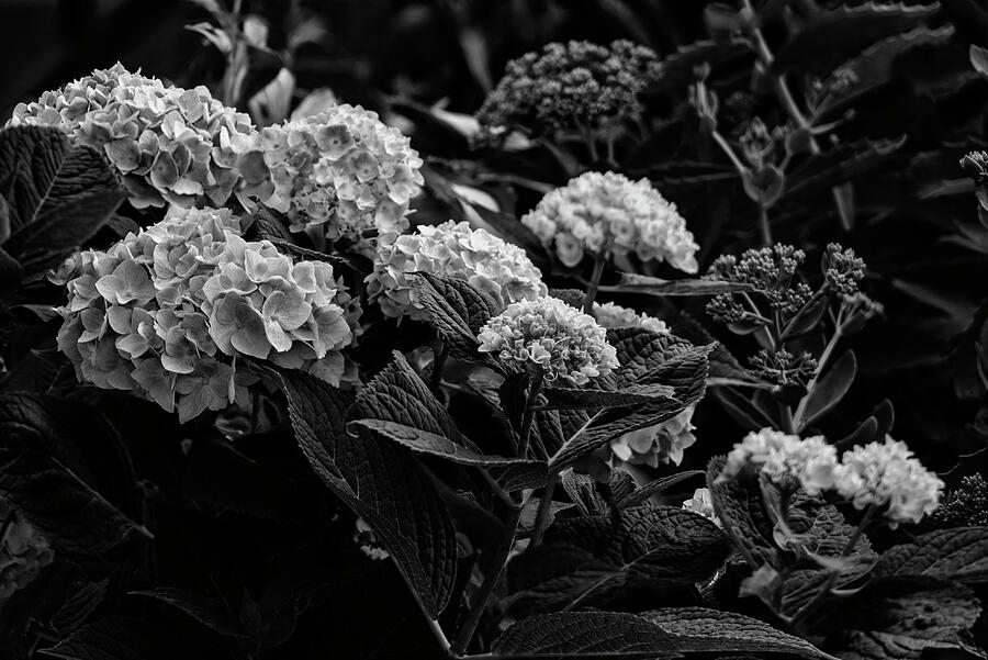 Black And White Hydrangeas Photograph by Denise Harty - Fine Art America