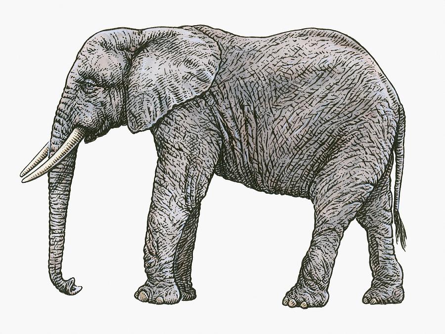 Black and white illustration of African Elephant (Loxodonta africana) Drawing by Dorling Kindersley
