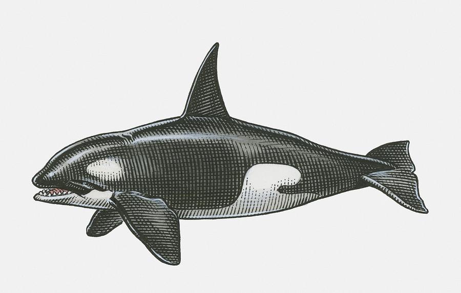 Black and white illustration of male Killer Whale (Orcinus orca) showing tall dorsal fin Drawing by John Woodcock