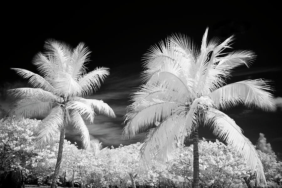 Black and White Infrared Palms Photograph by Luke Moore