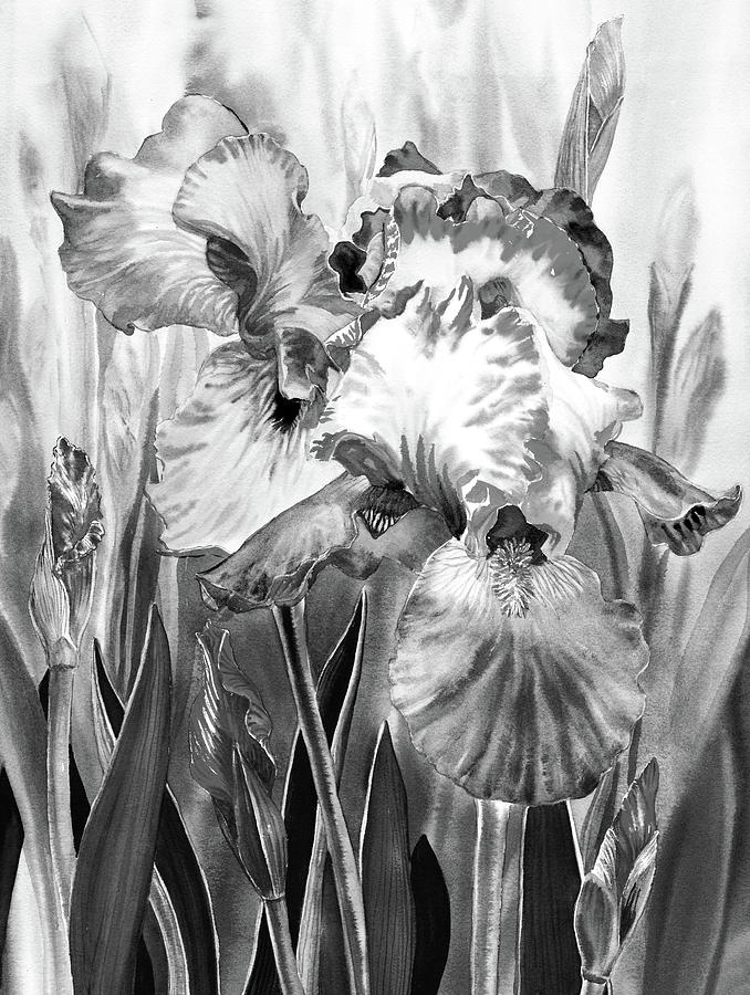 Black And White Iris Flower In The Garden Watercolor  Painting by Irina Sztukowski