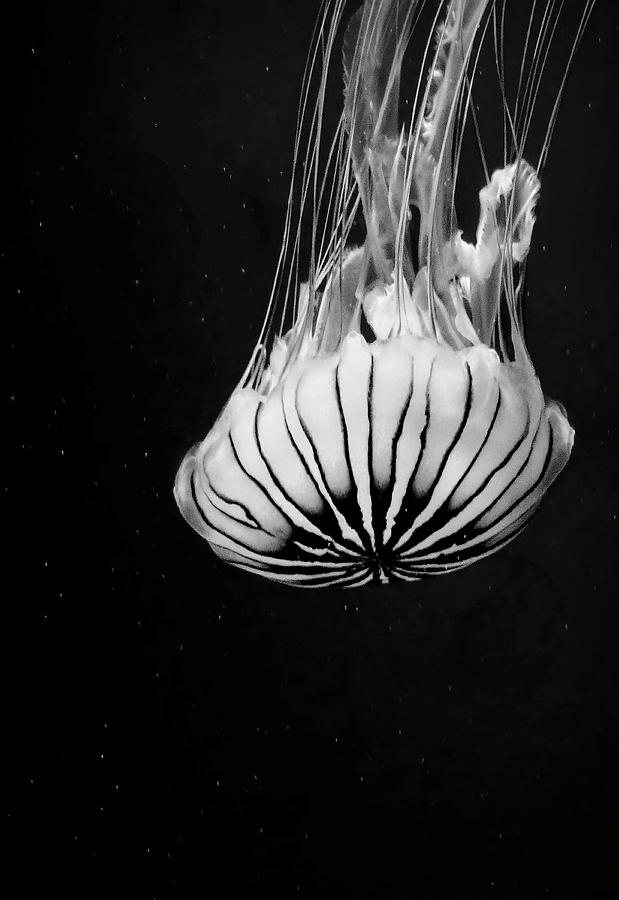 Black and White Jellyfish Photograph by Rosalie Scanlon