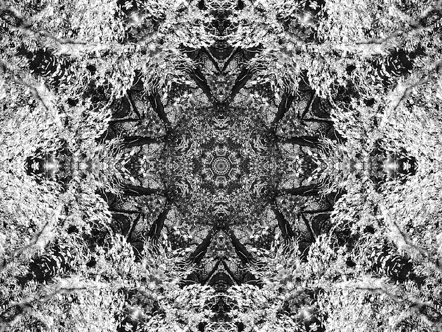 Black and White Kaleidoscope Birch and Lichen Mixed Media by Catriona ...