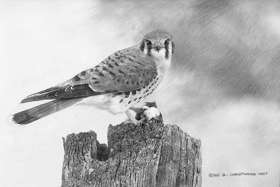 Black And White Photograph - Black And White Kestrel Sketch by R christopher Vest