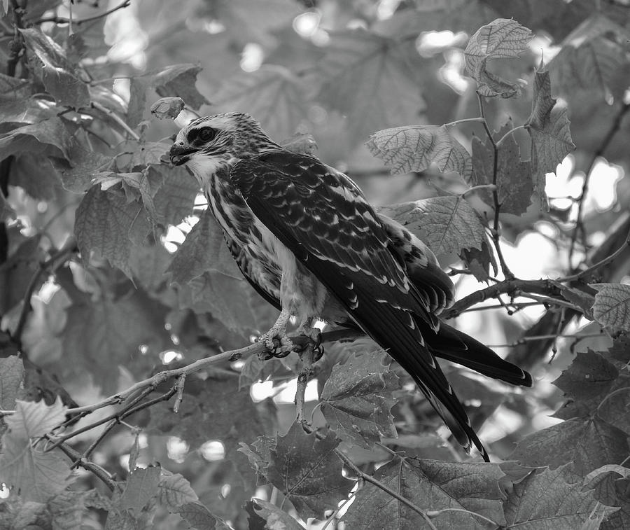 Black and white Kite Photograph by Jennifer Wallace - Fine Art America