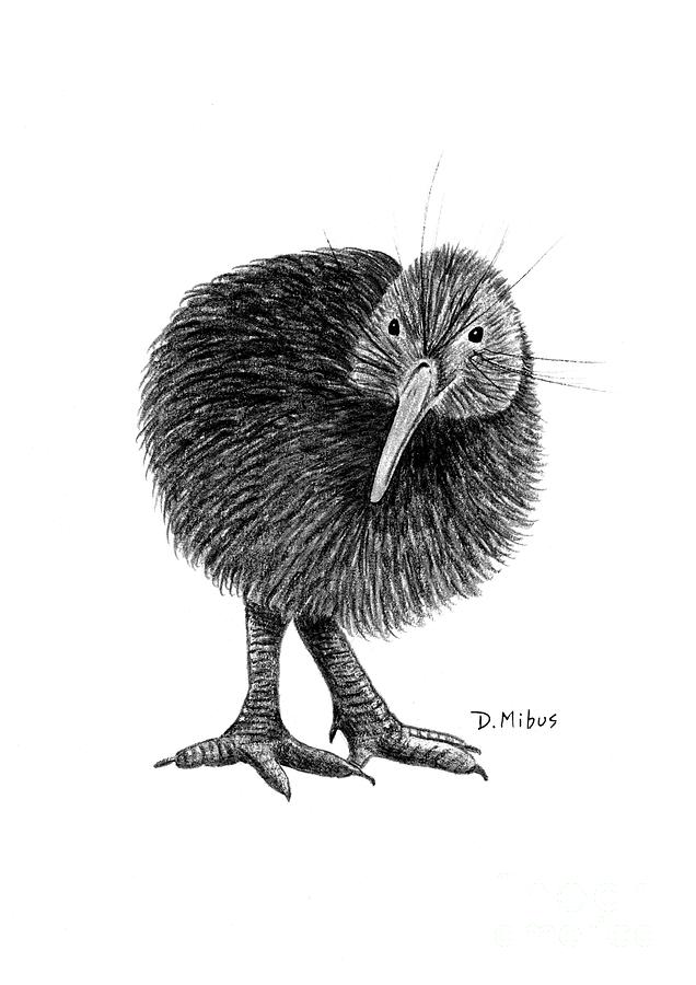 Black and White Kiwi Bird of New Zealand Drawing by Donna Mibus
