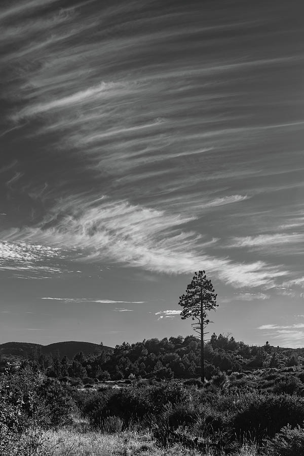Black and White Laguna Mountain Clouds and Pine Tree Photograph by TM Schultze
