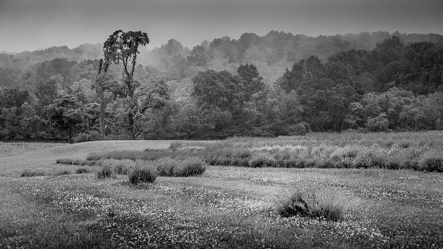 Black and White Lavender Photograph by Dan Urban - Fine Art America