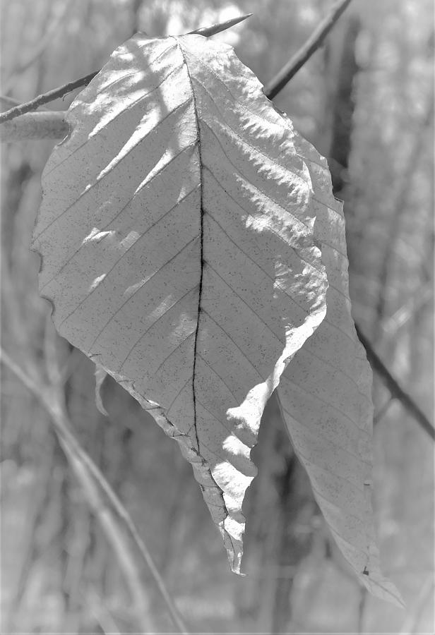 - Black and White Leaf Photograph by THERESA Nye