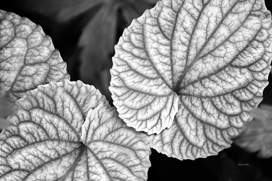 Black And White Leaves Abstract Photograph by Christina Rollo
