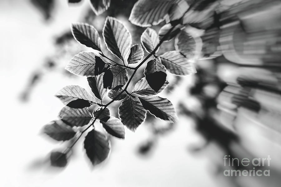 Black and White Leaves Abstract Photograph by Natalie Kinnear