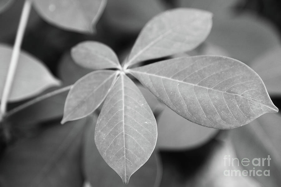 Black And White Leaves Photograph