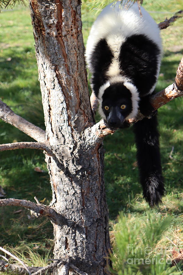 Black and white lemur Photograph by Lisa Mutch
