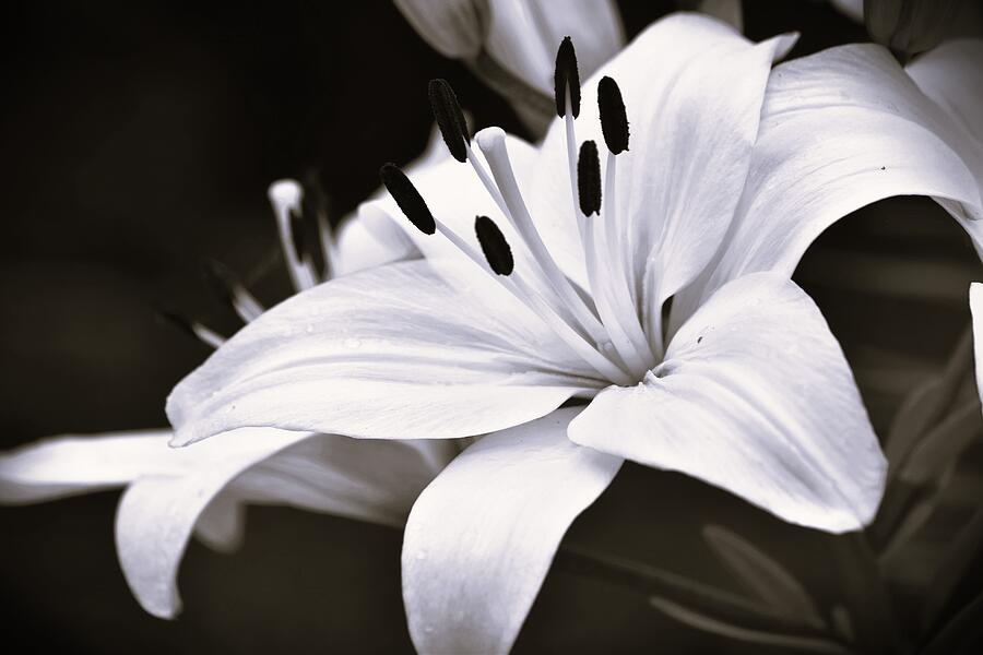 BLACK and WHITE LILLY Digital Art by Jamie S Grimes - Fine Art America