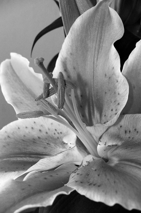 Black and White Lily 1 Photograph by Amy Fose