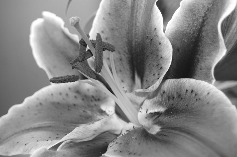 Black and White Lily 2 Photograph by Amy Fose