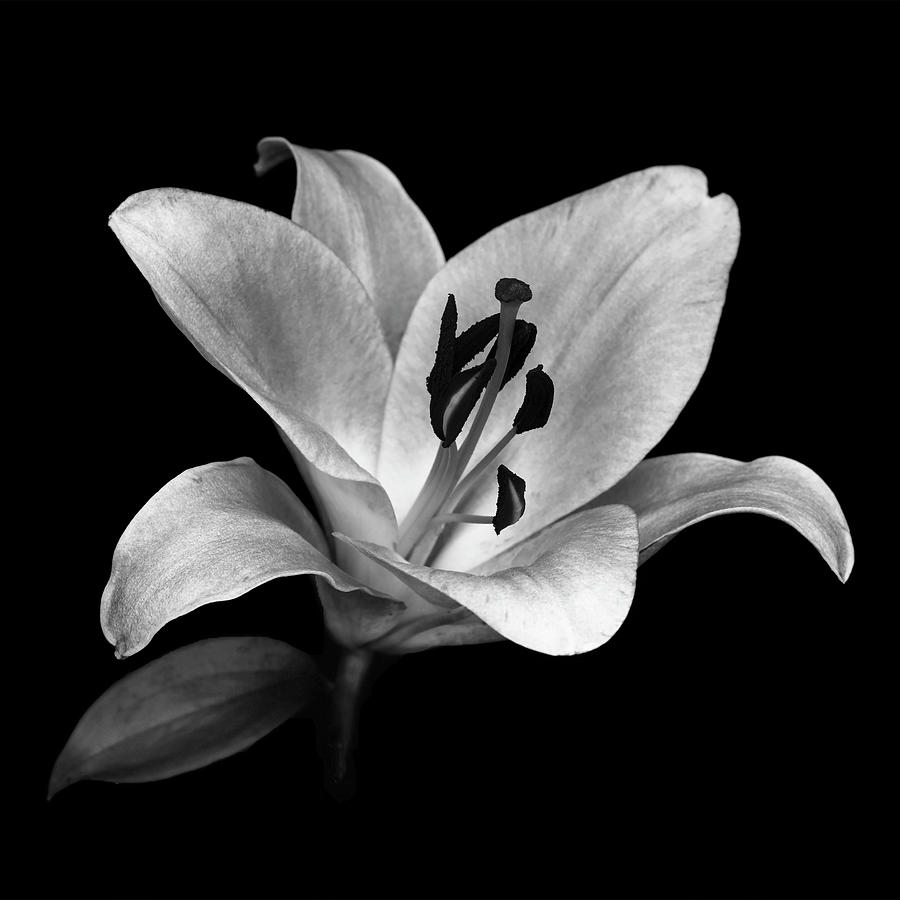 Black and White Lily Photograph by Belinda Krause - Fine Art America