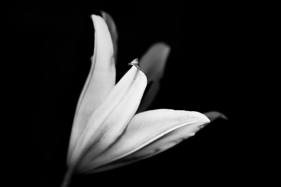 Black and White Lily Photograph by Carrie Hannigan