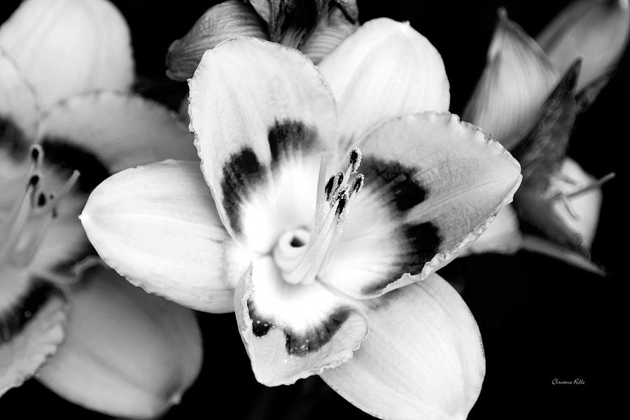 Flower Photograph - Black and White Lily by Christina Rollo