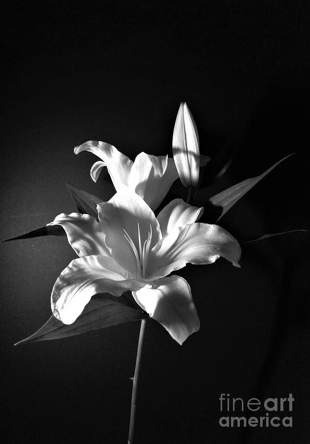 Black and White Lily Flower for Home Decor Wall Prints Photograph by Delynn Addams