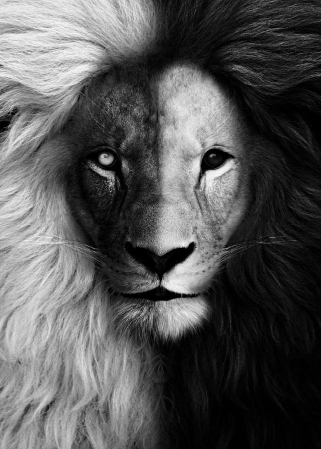 lions face black and white