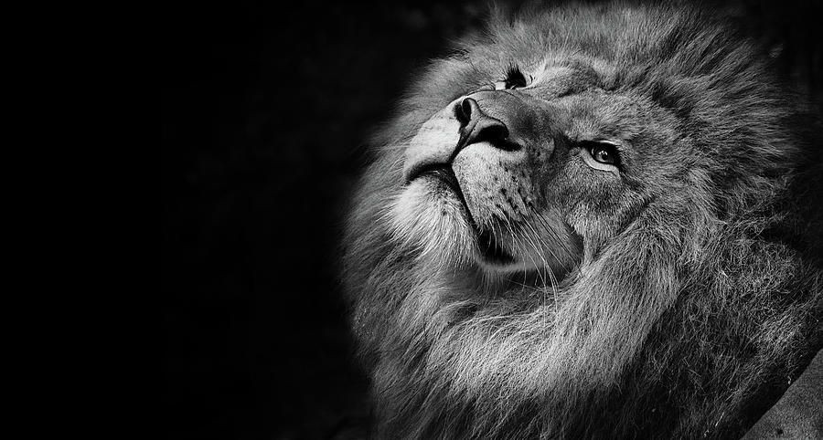 Black and White Lion Portrait Photograph by Wall Art Prints - Fine Art ...