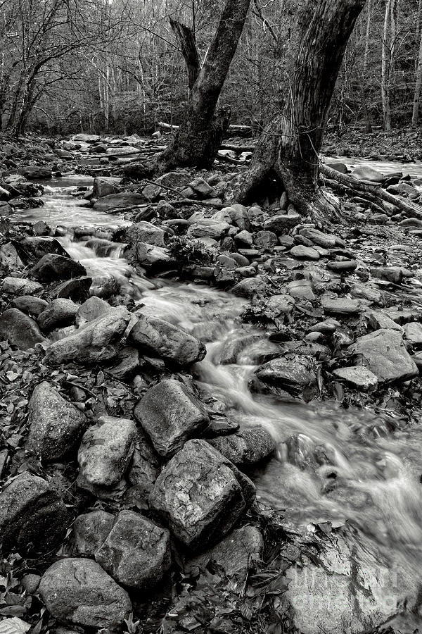 Black and White Little River 3 Photograph by Phil Perkins
