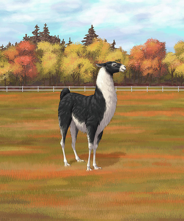 Black and White Llama in Autumn Farm Pasture Painting by Crista Forest