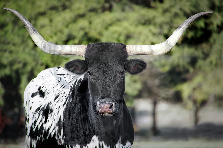 Black And White Longhorn Cow - cow photograph - animals -cow decor Photograph by Ann Powell