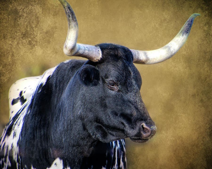 Black and White Longhorn Cow on Brown Photograph Photograph by Ann Powell