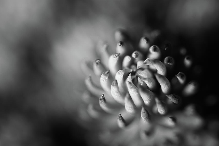 Black and White Macro Flower Photograph by Martin Vorel Minimalist Photography