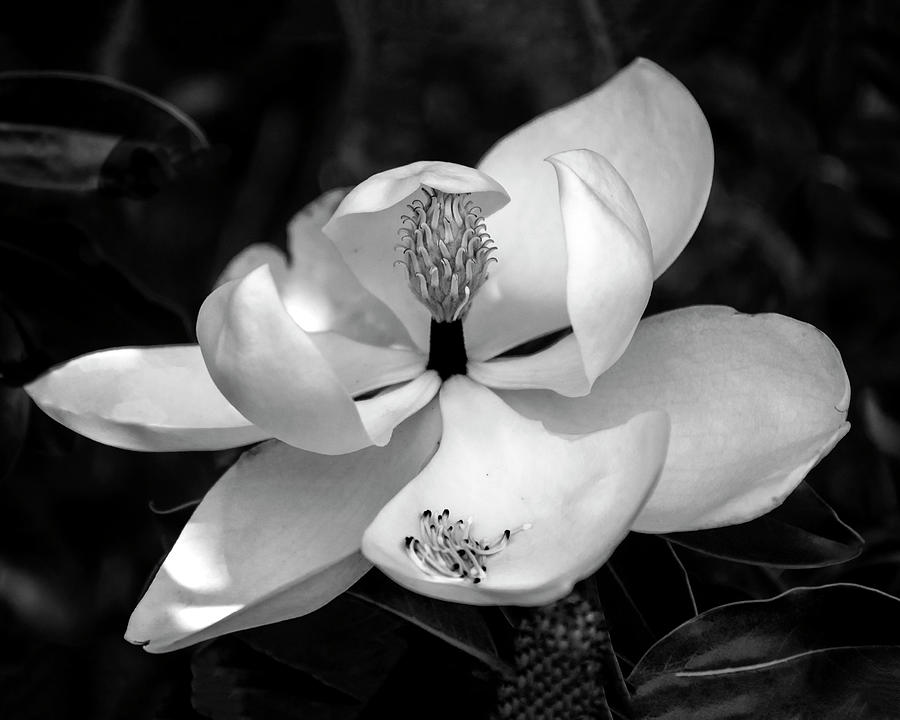 Black and White Magnolia  Photograph by Harriet Feagin