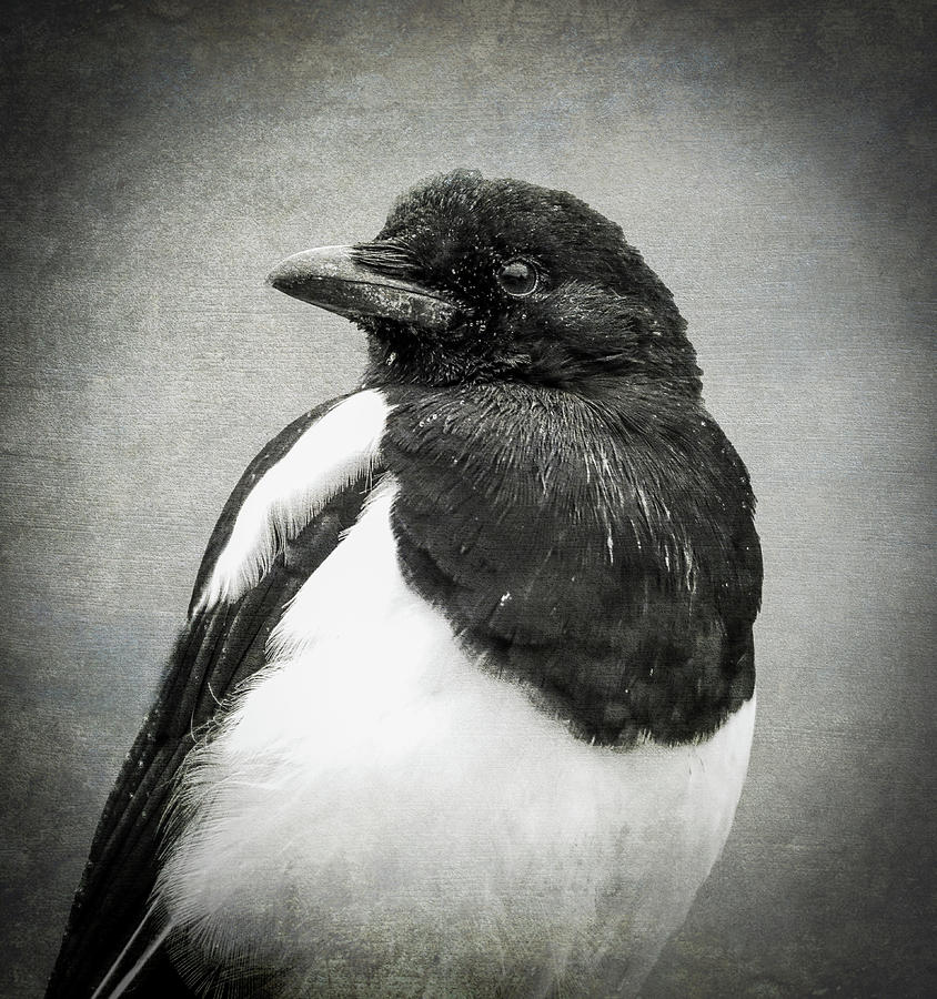 Black And White Magpie Photograph by Dan Sproul