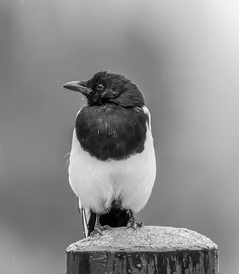 Black And White Magpie In Rain Photograph by Dan Sproul